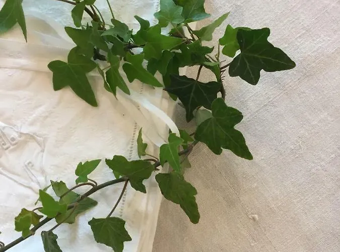 Pacchioni 住宿加早餐酒店 3*